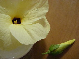 DSC09208.png