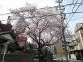 桜満開!