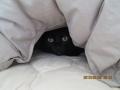 黒猫のタンゴ!