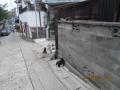 島の猫!