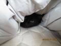 黒猫のタンゴ!