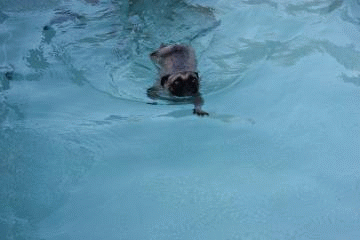 20110920-233342-85648100.gif