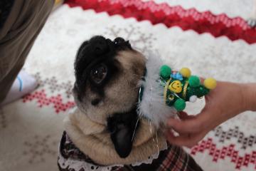 IMG_1354_convert_20130311232439.jpg