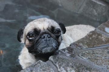 IMG_1420_convert_20130412231044.jpg
