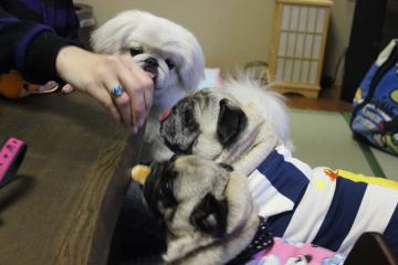 IMG_1457_convert_20130412231942.jpg