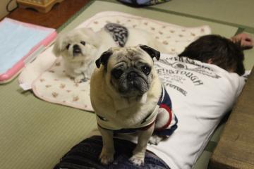 IMG_1459_convert_20130412232026.jpg