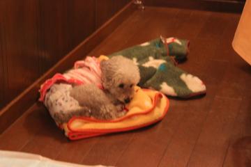 IMG_1469_convert_20130412232236.jpg