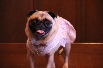 IMG_2599_convert_20110920224907.jpg