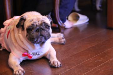 IMG_2609_convert_20110920225009.jpg