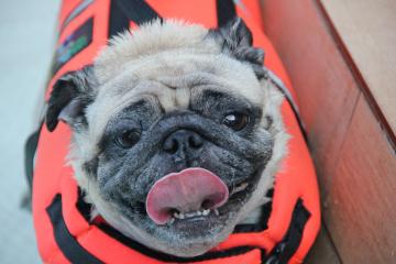 IMG_2690_convert_20110920225759.jpg