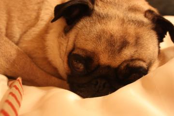IMG_8313_convert_20110920231952.jpg
