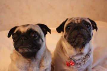 IMG_8342_convert_20110920232724.jpg