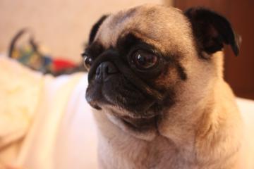 IMG_8360_convert_20110920232855.jpg