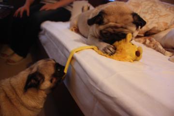 IMG_8363_convert_20110920232930.jpg