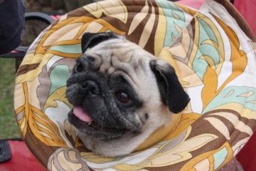 IMG_8394_convert_20110927223942.jpg