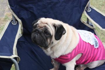 IMG_8408_convert_20110927224454.jpg