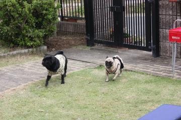 IMG_8411_convert_20110927225553.jpg