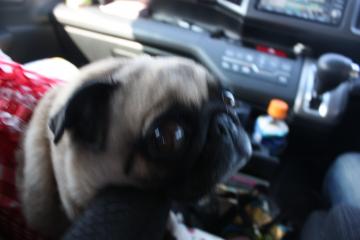 IMG_8432_convert_20111012232638.jpg