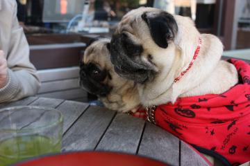 IMG_8442_convert_20111012230426.jpg