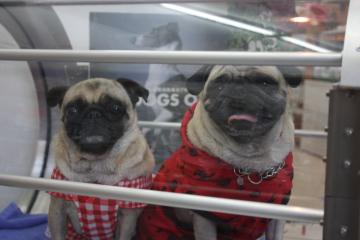 IMG_8474_convert_20111012231305.jpg