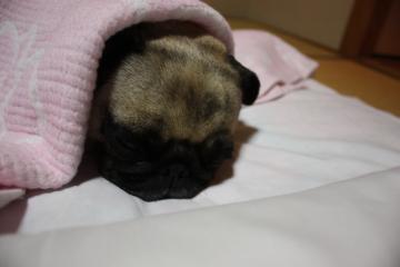 IMG_8484_convert_20111012231731.jpg
