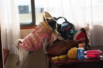 IMG_8488_convert_20111012231905.jpg