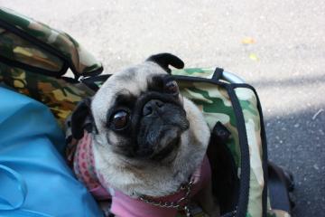 IMG_8491_convert_20111011222325.jpg