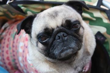 IMG_8493_convert_20111011222428.jpg
