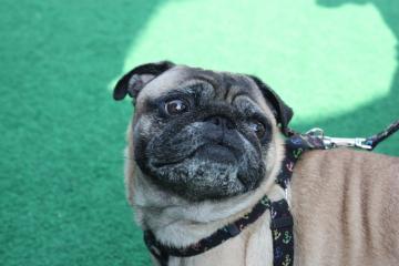 IMG_8572_convert_20111011231228.jpg