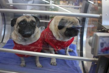 IMG_8582_convert_20111012232050.jpg