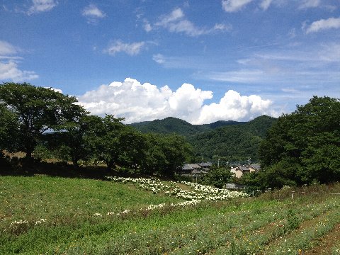 13062207.jpg