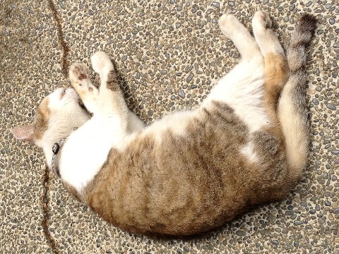 13071302.jpg