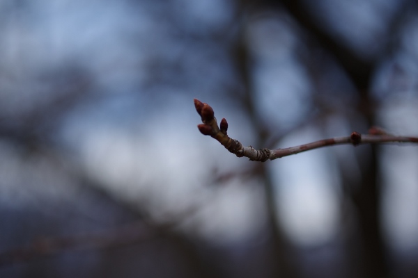 IMGP0411 (600x400)