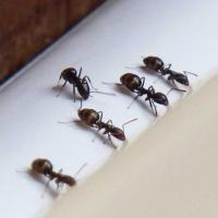 120425ant3.jpg
