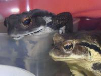 食べないけど気になる 食べないけど気になる