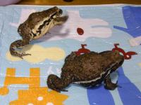 どちらも頑張れ どちらも頑張れ