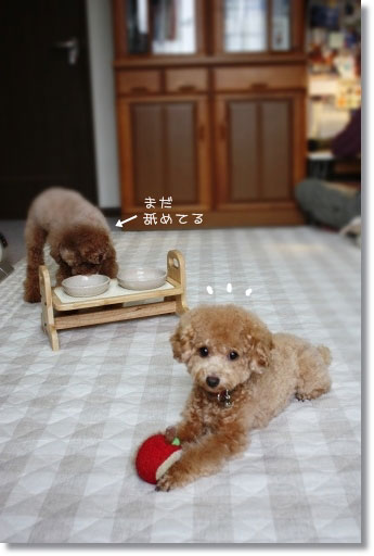 とふぃこむ