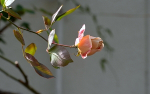 2014.02.19駒場 016s