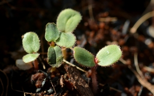 2014.02.19駒場 011s