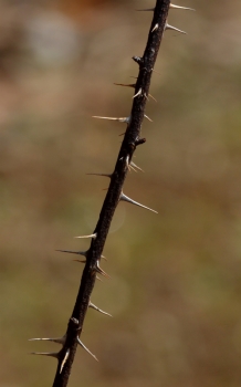 スピノシッシマ2014,02.20京成 082s