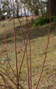 アーサーヒラー2014,02.20京成 096s