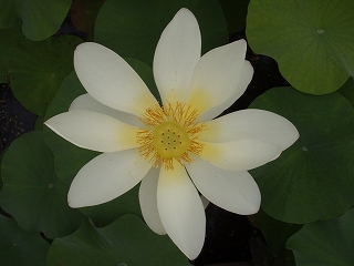 P7030036.jpg