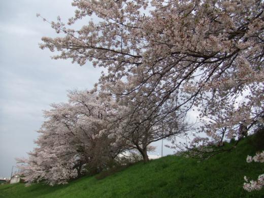 Cerisiers en fleurs