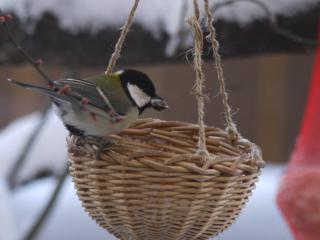 P1100817-2.jpg
