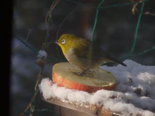 P1100828-2.jpg