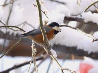P1100831-2.jpg