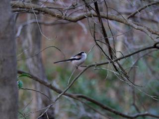 P1100861-2.jpg