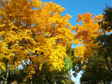 黄金の秋の紅葉