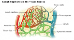 250px-Illu_lymph_capillary.png