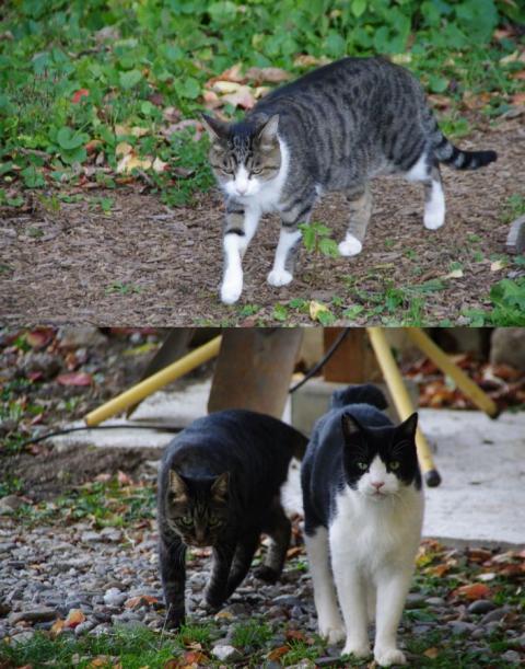 nekosanpo4a.jpg